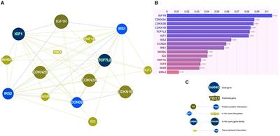 Editorial: Type 2 diabetes and cancer: clinical and molecular interactions